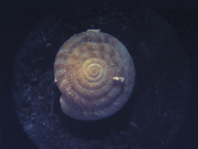 Discus (Gonyodiscus) rotundatus